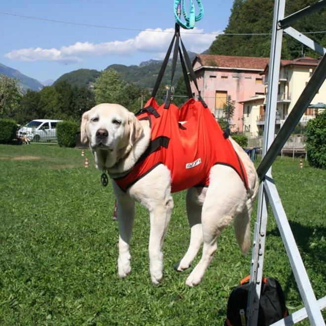 Alp Design Taxi σκυλίσια ζώνη διάσωσης